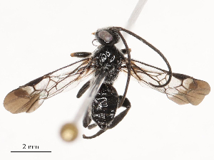  ( - CBG-B01654-B01)  @11 [ ] CreativeCommons - Attribution Share - Alike (2025) CBG Photography Group Centre for Biodiversity Genomics