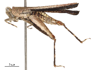  ( - CBG-B01654-F06)  @11 [ ] CreativeCommons - Attribution Share - Alike (2025) CBG Photography Group Centre for Biodiversity Genomics