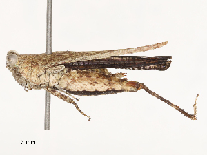  ( - CBG-B01654-F07)  @11 [ ] CreativeCommons - Attribution Share - Alike (2025) CBG Photography Group Centre for Biodiversity Genomics