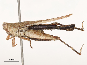  ( - CBG-B01654-F09)  @11 [ ] CreativeCommons - Attribution Share - Alike (2025) CBG Photography Group Centre for Biodiversity Genomics