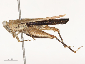  ( - CBG-B01654-G08)  @11 [ ] CreativeCommons - Attribution Share - Alike (2025) CBG Photography Group Centre for Biodiversity Genomics