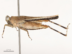  ( - CBG-B01654-G10)  @11 [ ] CreativeCommons - Attribution Share - Alike (2025) CBG Photography Group Centre for Biodiversity Genomics