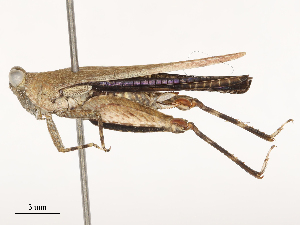  ( - CBG-B01654-G11)  @11 [ ] CreativeCommons - Attribution Share - Alike (2025) CBG Photography Group Centre for Biodiversity Genomics