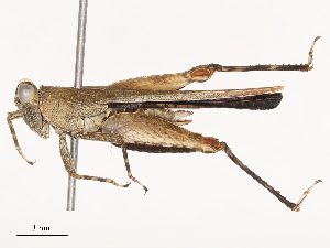  ( - CBG-B01654-H02)  @11 [ ] CreativeCommons - Attribution Share - Alike (2025) CBG Photography Group Centre for Biodiversity Genomics