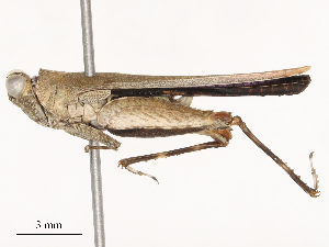  ( - CBG-B01654-H03)  @11 [ ] CreativeCommons - Attribution Share - Alike (2025) CBG Photography Group Centre for Biodiversity Genomics