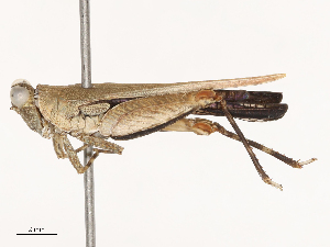  ( - CBG-B01654-H04)  @11 [ ] CreativeCommons - Attribution Share - Alike (2025) CBG Photography Group Centre for Biodiversity Genomics