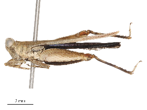  ( - CBG-B01654-H05)  @11 [ ] CreativeCommons - Attribution Share - Alike (2025) CBG Photography Group Centre for Biodiversity Genomics