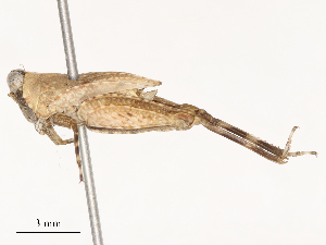  ( - CBG-B01654-H07)  @11 [ ] CreativeCommons - Attribution Share - Alike (2025) CBG Photography Group Centre for Biodiversity Genomics