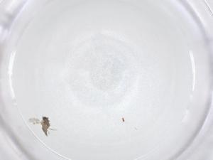  ( - CBG-B01675-B12)  @11 [ ] CreativeCommons - Attribution Share - Alike (2025) Centre for Biodiversity Genomics Centre for Biodiversity Genomics