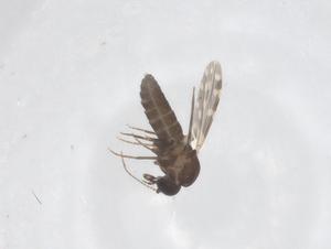  ( - CBG-B01919-F06)  @11 [ ] CreativeCommons - Attribution Share - Alike (2025) Centre for Biodiversity Genomics Centre for Biodiversity Genomics