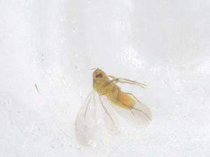  ( - CBG-B01919-G11)  @11 [ ] CreativeCommons - Attribution Share - Alike (2025) Centre for Biodiversity Genomics Centre for Biodiversity Genomics