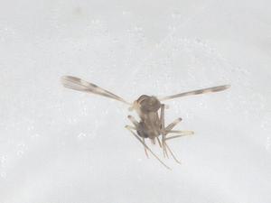  ( - CBG-B02070-C02)  @11 [ ] CreativeCommons - Attribution Share - Alike (2025) Centre for Biodiversity Genomics Centre for Biodiversity Genomics