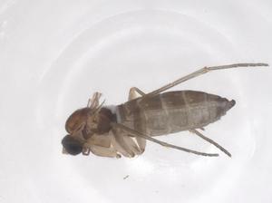  ( - CBG-B02071-G12)  @11 [ ] CreativeCommons - Attribution Share - Alike (2025) Centre for Biodiversity Genomics Centre for Biodiversity Genomics