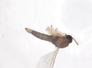  ( - CBG-B02071-H09)  @11 [ ] CreativeCommons - Attribution Share - Alike (2025) Centre for Biodiversity Genomics Centre for Biodiversity Genomics