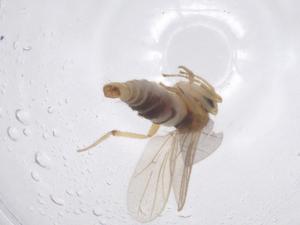  ( - CBG-B02072-D12)  @11 [ ] CreativeCommons - Attribution Share - Alike (2025) Centre for Biodiversity Genomics Centre for Biodiversity Genomics