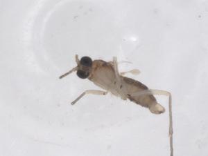  ( - CBG-B02266-A11)  @11 [ ] CreativeCommons - Attribution Share - Alike (2025) Centre for Biodiversity Genomics Centre for Biodiversity Genomics