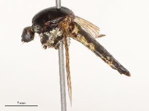  ( - CBG-B02537-E09)  @11 [ ] CreativeCommons - Attribution Share - Alike (2025) CBG Photography Group Centre for Biodiversity Genomics