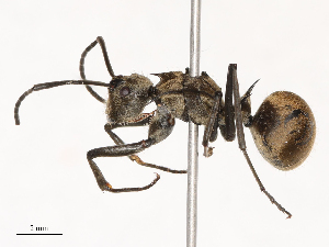  ( - CBG-B02555-A01)  @11 [ ] CreativeCommons - Attribution Share - Alike (2025) CBG Photography Group Centre for Biodiversity Genomics