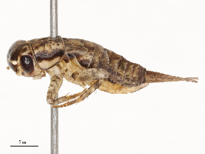  ( - CBG-B02555-C03)  @11 [ ] CreativeCommons - Attribution Share - Alike (2025) CBG Photography Group Centre for Biodiversity Genomics