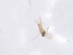  ( - CBG-B02564-E09)  @11 [ ] CreativeCommons - Attribution Share - Alike (2025) Centre for Biodiversity Genomics Centre for Biodiversity Genomics