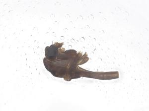  ( - CBG-B02565-E01)  @11 [ ] CreativeCommons - Attribution Share - Alike (2025) Centre for Biodiversity Genomics Centre for Biodiversity Genomics