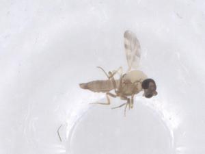  (Culicoides flaviscutatus - CBG-B02605-D05)  @11 [ ] CreativeCommons - Attribution Share - Alike (2025) Centre for Biodiversity Genomics Centre for Biodiversity Genomics