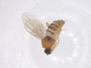  ( - CBG-B02608-G05)  @11 [ ] CreativeCommons - Attribution Share - Alike (2025) Centre for Biodiversity Genomics Centre for Biodiversity Genomics