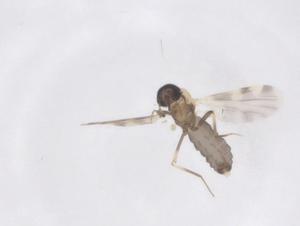  ( - CBG-B02847-A02)  @11 [ ] CreativeCommons - Attribution Share - Alike (2025) Centre for Biodiversity Genomics Centre for Biodiversity Genomics