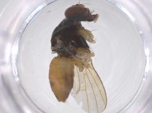  ( - CBG-B03242-F12)  @11 [ ] CreativeCommons - Attribution Share - Alike (2025) Centre for Biodiversity Genomics Centre for Biodiversity Genomics