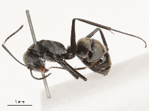  ( - CBG-B03259-D06)  @11 [ ] CreativeCommons - Attribution Share - Alike (2025) CBG Photography Group Centre for Biodiversity Genomics