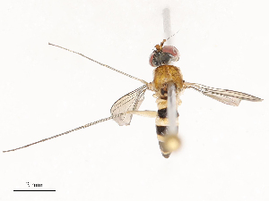  ( - CBG-B03259-E06)  @11 [ ] CreativeCommons - Attribution Share - Alike (2025) CBG Photography Group Centre for Biodiversity Genomics