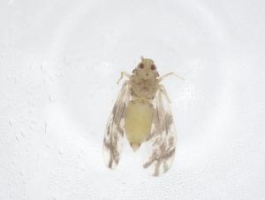  (Vasdavidius - CBG-B03623-D12)  @11 [ ] CreativeCommons - Attribution Share - Alike (2025) Centre for Biodiversity Genomics Centre for Biodiversity Genomics