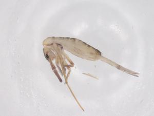  ( - CBG-B04184-E11)  @11 [ ] CreativeCommons - Attribution Share - Alike (2025) Centre for Biodiversity Genomics Centre for Biodiversity Genomics