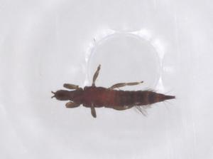  ( - CBG-B04235-B07)  @11 [ ] CreativeCommons - Attribution Share - Alike (2025) Centre for Biodiversity Genomics Centre for Biodiversity Genomics