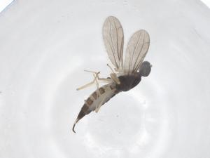  (Hemerodromia fusca - CBG-B04236-G06)  @11 [ ] CreativeCommons - Attribution Share - Alike (2025) Centre for Biodiversity Genomics Centre for Biodiversity Genomics