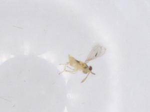  ( - CBG-B04254-D06)  @11 [ ] CreativeCommons - Attribution Share - Alike (2025) Centre for Biodiversity Genomics Centre for Biodiversity Genomics