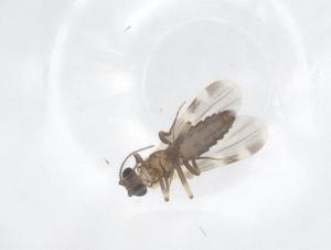  ( - CBG-B04319-G12)  @11 [ ] CreativeCommons - Attribution Share - Alike (2025) Centre for Biodiversity Genomics Centre for Biodiversity Genomics