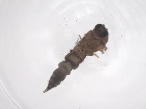  ( - CBG-B04322-D12)  @11 [ ] CreativeCommons - Attribution Share - Alike (2025) Centre for Biodiversity Genomics Centre for Biodiversity Genomics