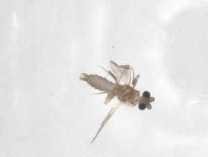  ( - CBG-B04323-H06)  @11 [ ] CreativeCommons - Attribution Share - Alike (2025) Centre for Biodiversity Genomics Centre for Biodiversity Genomics