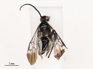  ( - CBG-B04356-A11)  @11 [ ] CreativeCommons - Attribution Share - Alike (2025) CBG Photography Group Centre for Biodiversity Genomics