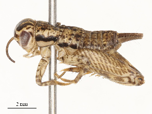  (Loxoblemmus appendicularis - CBG-B04356-E10)  @11 [ ] CreativeCommons - Attribution Share - Alike (2025) CBG Photography Group Centre for Biodiversity Genomics