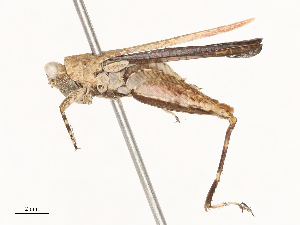  ( - CBG-B04356-F10)  @11 [ ] CreativeCommons - Attribution Share - Alike (2025) CBG Photography Group Centre for Biodiversity Genomics