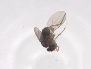  ( - CBG-B04389-B04)  @11 [ ] CreativeCommons - Attribution Share - Alike (2025) Centre for Biodiversity Genomics Centre for Biodiversity Genomics