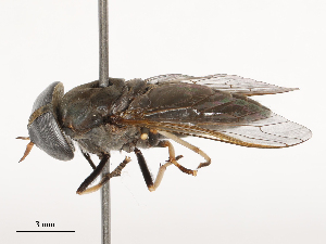  (Tabanus minimus - CBG-B04791-B01)  @11 [ ] CreativeCommons - Attribution Share - Alike (2025) CBG Photography Group Centre for Biodiversity Genomics