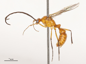  (Diacamma pallidum - CBG-B04791-B11)  @11 [ ] CreativeCommons - Attribution Share - Alike (2025) CBG Photography Group Centre for Biodiversity Genomics