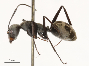  ( - CBG-B04791-F08)  @11 [ ] CreativeCommons - Attribution Share - Alike (2025) CBG Photography Group Centre for Biodiversity Genomics