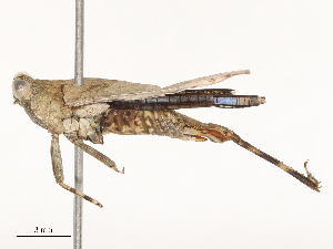  ( - CBG-B04791-G08)  @11 [ ] CreativeCommons - Attribution Share - Alike (2025) CBG Photography Group Centre for Biodiversity Genomics