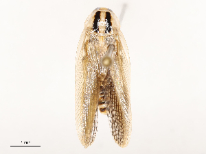  (Blattella bisignata - CBG-B04791-G12)  @11 [ ] CreativeCommons - Attribution Share - Alike (2025) CBG Photography Group Centre for Biodiversity Genomics