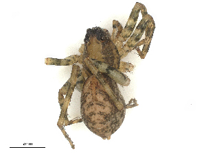  ( - CBG-B04791-H08)  @11 [ ] CreativeCommons - Attribution Share - Alike (2025) CBG Photography Group Centre for Biodiversity Genomics