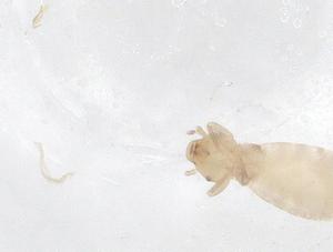  ( - CBG-B04841-B05)  @11 [ ] CreativeCommons - Attribution Share - Alike (2025) Centre for Biodiversity Genomics Centre for Biodiversity Genomics